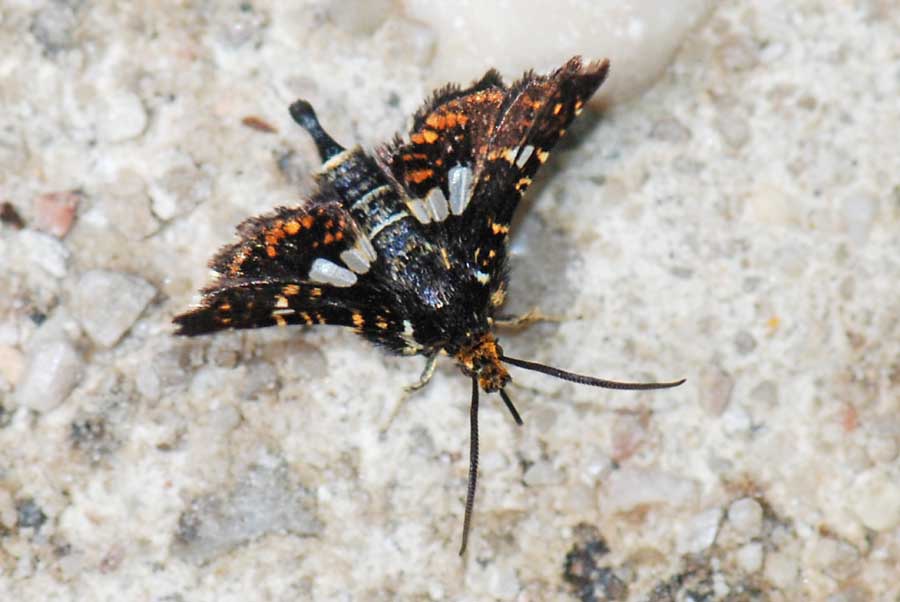 Thyris fenestrella, l''allegra compagnia